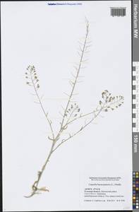 Capsella bursa-pastoris (L.) Medik., Eastern Europe, Central region (E4) (Russia)