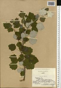 Populus alba, Eastern Europe, Central region (E4) (Russia)