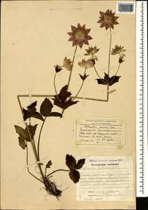 Astrantia maxima Pall., Caucasus, Armenia (K5) (Armenia)