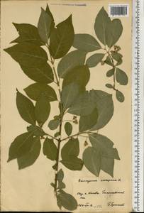 Euonymus europaeus L., Eastern Europe, North Ukrainian region (E11) (Ukraine)