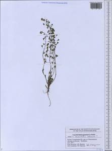 Capsella orientalis Klokov, Eastern Europe, Middle Volga region (E8) (Russia)