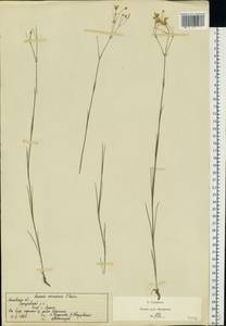 Eremogone saxatilis (L.) Ikonn., Eastern Europe, Moscow region (E4a) (Russia)