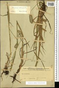 Alopecurus arundinaceus Poir., Caucasus, Azerbaijan (K6) (Azerbaijan)