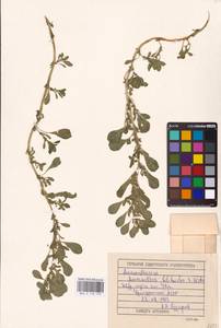 Amaranthus blitoides S. Watson, Eastern Europe, Volga-Kama region (E7) (Russia)