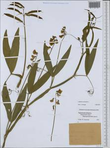 Lathyrus sylvestris L., Eastern Europe, Eastern region (E10) (Russia)