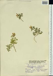 Trifolium eximium Stephan ex Ser., Siberia, Altai & Sayany Mountains (S2) (Russia)