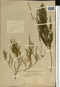 Asparagus officinalis L., Eastern Europe, Lower Volga region (E9) (Russia)