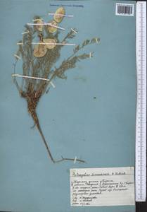 Astragalus masanderanus Bunge, Middle Asia, Western Tian Shan & Karatau (M3) (Kazakhstan)