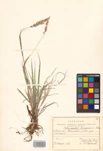 Calamagrostis korotkyi Litv., Siberia, Russian Far East (S6) (Russia)