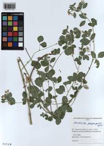 KUZ 001 034, Medicago platycarpos (L.) Trautv., Siberia, Altai & Sayany Mountains (S2) (Russia)