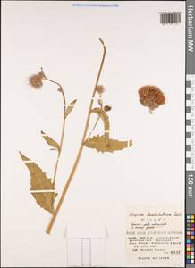 Cirsium kamtschaticum Ledeb. ex DC., South Asia, South Asia (Asia outside ex-Soviet states and Mongolia) (ASIA) (Japan)