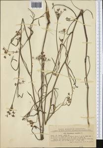 Dichoropetalum carvifolia (Vill.) Pimenov & Kljuykov, Western Europe (EUR) (Romania)