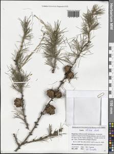 Larix sibirica Ledeb., Siberia, Baikal & Transbaikal region (S4) (Russia)