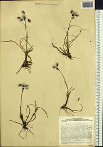 Eriophorum angustifolium subsp. triste (T.C.E.Fr.) Hultén, Siberia, Chukotka & Kamchatka (S7) (Russia)