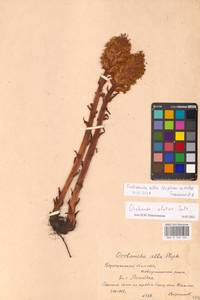 Orobanche alba Steph. ex Willd., Eastern Europe, Central forest-and-steppe region (E6) (Russia)
