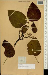 Hernandia nymphaeifolia (Presl) Kubitzki, South Asia, South Asia (Asia outside ex-Soviet states and Mongolia) (ASIA) (Philippines)
