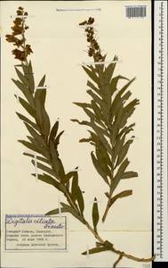 Digitalis ciliata Trautv., Caucasus, Stavropol Krai, Karachay-Cherkessia & Kabardino-Balkaria (K1b) (Russia)