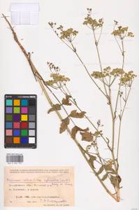 Pastinaca sativa L., Eastern Europe, West Ukrainian region (E13) (Ukraine)