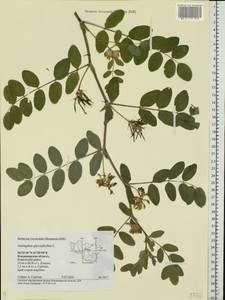 Astragalus glycyphyllos L., Eastern Europe, Central region (E4) (Russia)