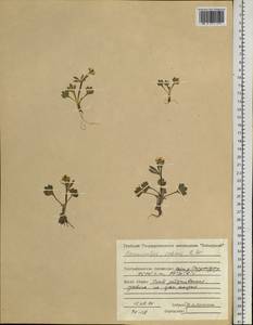 Ranunculus sabinei R. Br., Siberia, Central Siberia (S3) (Russia)