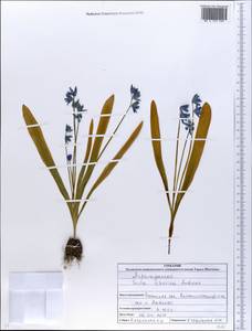 Scilla siberica Andrews, Eastern Europe, North Ukrainian region (E11) (Ukraine)