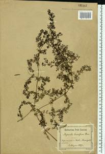 Galium humifusum M.Bieb., Eastern Europe, North Ukrainian region (E11) (Ukraine)