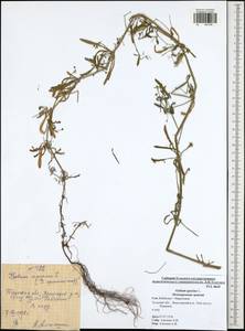 Galium aparine L., Eastern Europe, Central region (E4) (Russia)