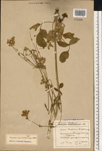 Macroselinum latifolium (M. Bieb.) Schur, Eastern Europe, South Ukrainian region (E12) (Ukraine)