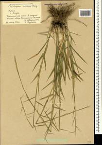 Cleistogenes serotina (L.) Keng, Crimea (KRYM) (Russia)