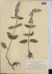 Stachys germanica L., Western Europe (EUR) (Romania)