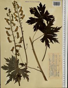 Aconitum ranunculoides Turcz., Siberia, Russian Far East (S6) (Russia)