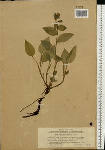 Pulmonaria obscura Dumort., Eastern Europe, North-Western region (E2) (Russia)