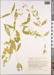 Stellaria radians L., Siberia, Russian Far East (S6) (Russia)