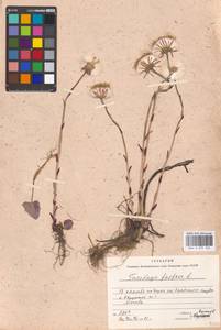 Tussilago farfara L., Eastern Europe, Moscow region (E4a) (Russia)