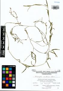 Potamogeton maackianus A.Benn., Siberia, Baikal & Transbaikal region (S4) (Russia)