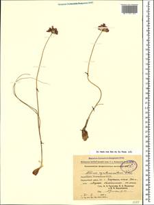 Allium rubellum M.Bieb., Caucasus, Azerbaijan (K6) (Azerbaijan)