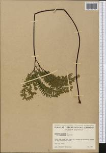 Adiantum pedatum L., America (AMER) (Canada)