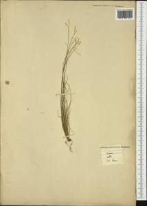 Carex alba Scop., Western Europe (EUR) (France)