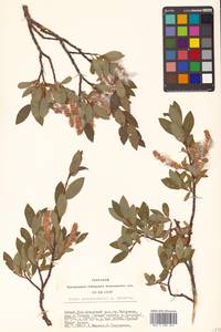 Salix saposhnikovii A. K. Skvortsov, Siberia, Altai & Sayany Mountains (S2) (Russia)