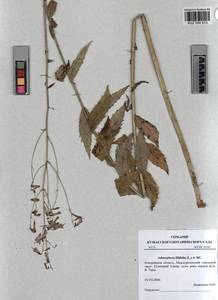 KUZ 004 813, Adenophora liliifolia (L.) A.DC., Siberia, Altai & Sayany Mountains (S2) (Russia)