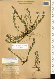 Polygala caucasica Rupr., Caucasus, Stavropol Krai, Karachay-Cherkessia & Kabardino-Balkaria (K1b) (Russia)