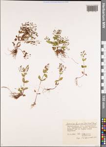 Veronica heureka (M. A. Fisch.) Tzvelev, Eastern Europe, Lower Volga region (E9) (Russia)