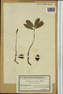 Castanea sativa Mill., Western Europe (EUR) (Germany)