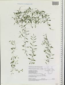 Stellaria longifolia (Regel) Muhl. ex Willd., Eastern Europe, Central region (E4) (Russia)