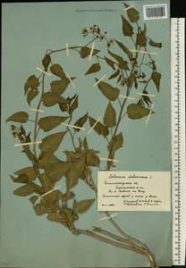 Solanum dulcamara L., Eastern Europe, Lower Volga region (E9) (Russia)