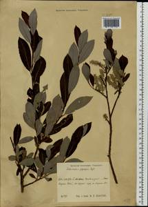 Salix ×laurina Sm., Eastern Europe, Central region (E4) (Russia)