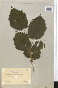 Broussonetia papyrifera (L.) Vent., Middle Asia, Karakum (M6) (Turkmenistan)