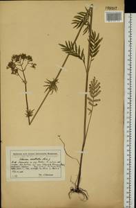 Valeriana officinalis L., Eastern Europe, Moscow region (E4a) (Russia)