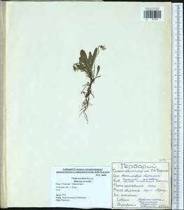 Viola arvensis Murray, Eastern Europe, Central region (E4) (Russia)