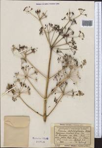 Ferula kopetdagensis Korovin, Middle Asia, Kopet Dag, Badkhyz, Small & Great Balkhan (M1) (Turkmenistan)